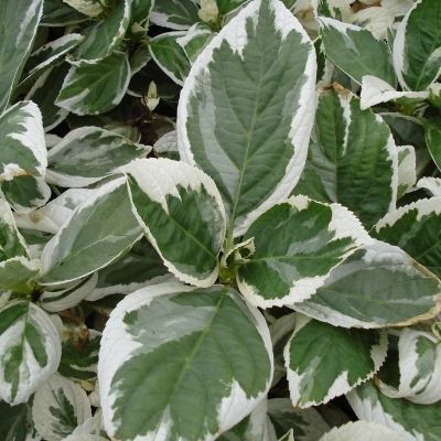 Hortensia Macrophylla tricolor - Leaderplant