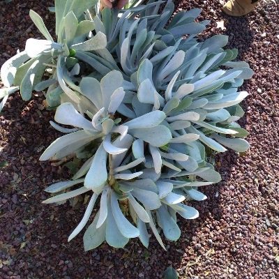 Cotyledon Silver Dollar - Leaderplant