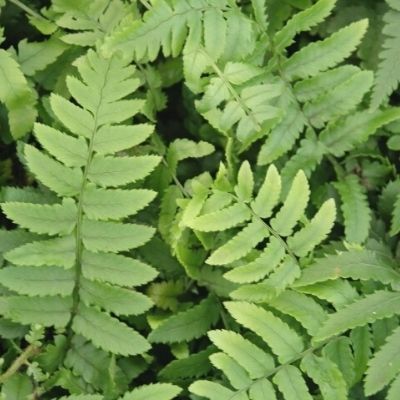 Fougère mâle 'Atrata' - Leaderplant