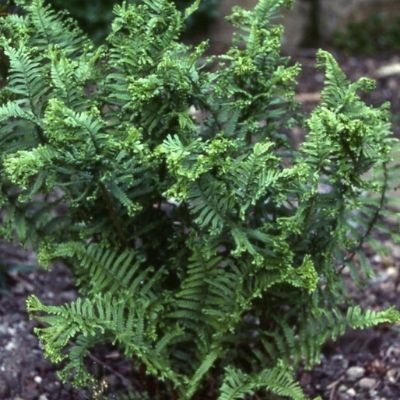 Fougère mâle Cristata - Leaderplant