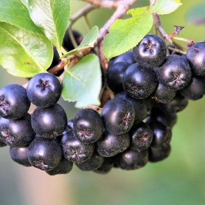 Aronia à fruits noirs Viking - Leaderplant