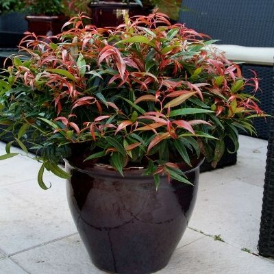 Leucothoe 'Burning Love' - Fleur de perles 'Burning Love' - Leucothoé - Leaderplant
