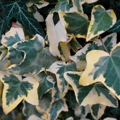 Lierre Yellow Ripple ® - Leaderplant