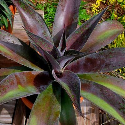 MANGAVE Mission To Mars - Leaderplant