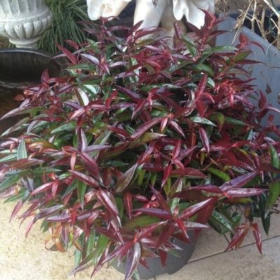 Leucothoe 'Burning Love' - Fleur de perles 'Burning Love' - Leucothoé - Leaderplant