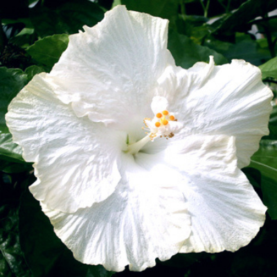 Hibiscus à grandes fleurs Extreme Pure White ® - Leaderplant
