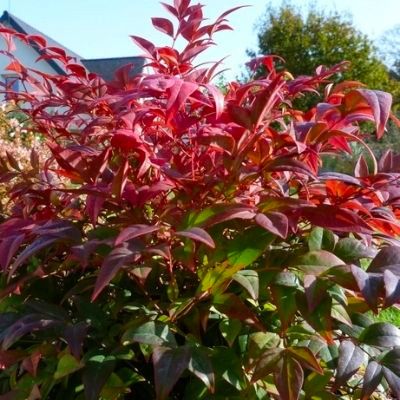 Nandina Gulfstream - Leaderplant