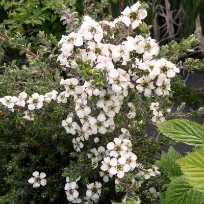 Leptospermum argenté - Leaderplant