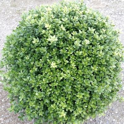 Pittosporum nain Midget - Leaderplant