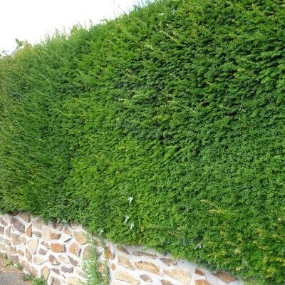 If commun - Leaderplant