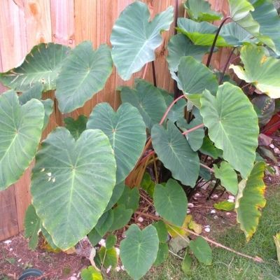 Colocasia Pink China - Leaderplant