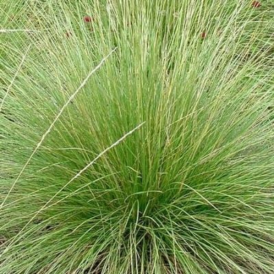 Graminée Fétuque du Maire - Leaderplant