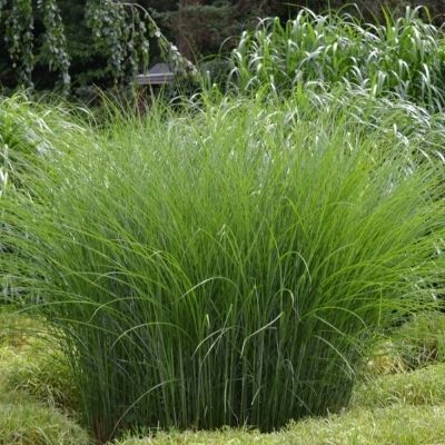 Miscanthus Gracillimus / Roseau de Chine - Leaderplant