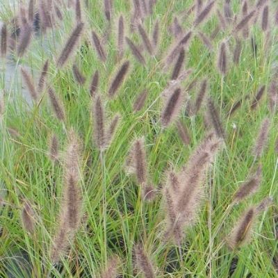 Graminée Pennisetum Moudry ® - Leaderplant