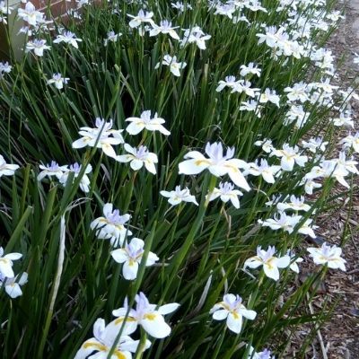 Dietes grandiflora Dietes à grandes fleurs - Leaderplant