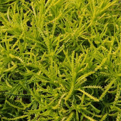 Santoline dorée Lemon Fizz ® - Leaderplant