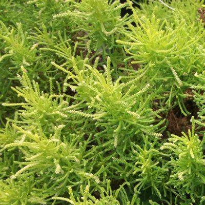 Santoline dorée Lemon Fizz ® - Leaderplant