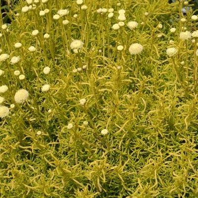 Santoline dorée Lemon Fizz ® - Leaderplant