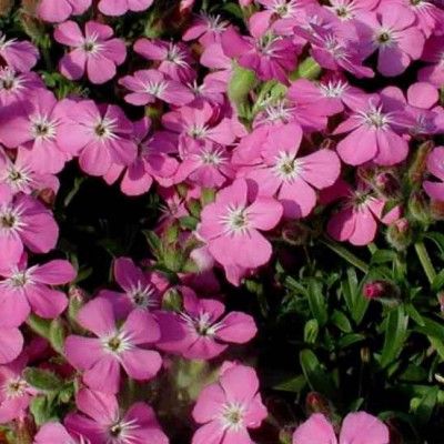 Saponaire rose 'Bressingham' - Leaderplant