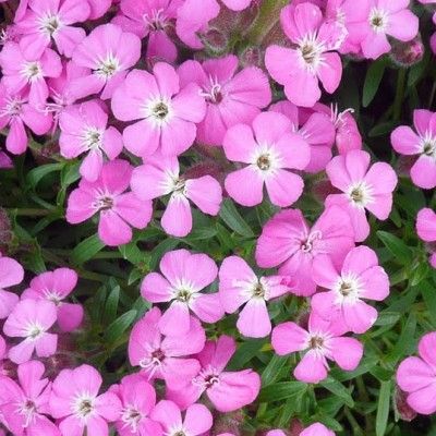 Saponaire rose 'Bressingham' - Leaderplant