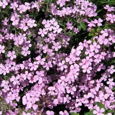 Saponaire rose de Montpellier - Leaderplant