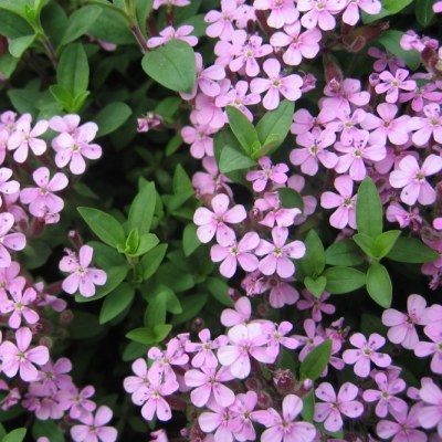 Saponaire rose de Montpellier - Leaderplant