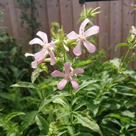 Saponaire officinale  - Leaderplant