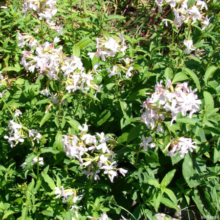 Saponaire officinale  - Leaderplant