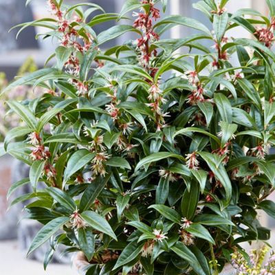 Sarcocoque Winter Gem - Leaderplant