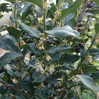 Sarcocoque à feuilles de Ruscus - Leaderplant