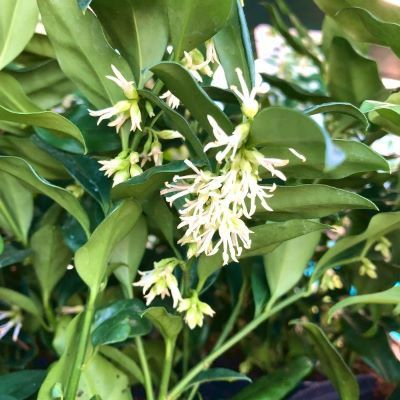Sarcocoque confusa - Leaderplant