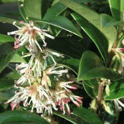 Sarcocoque oriental - Leaderplant