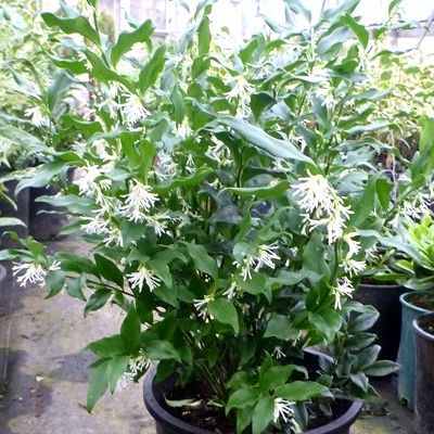 Sarcocoque à feuilles de Ruscus - Leaderplant