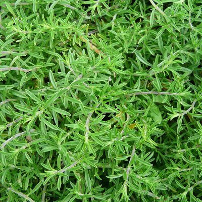 Sarriette rampante - Leaderplant