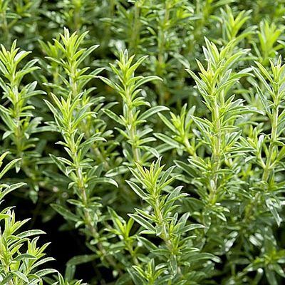 Sarriette vivace - Leaderplant