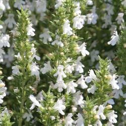 Sarriette vivace - Leaderplant