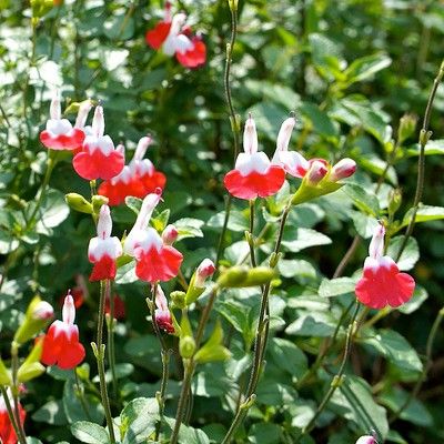 Sauge Hotlips - Leaderplant