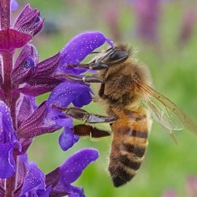 Sauge Blue Bouquetta ® - Leaderplant