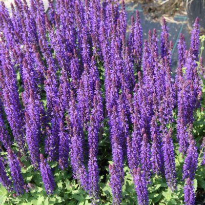 Sauge Blue Bouquetta ® - Leaderplant