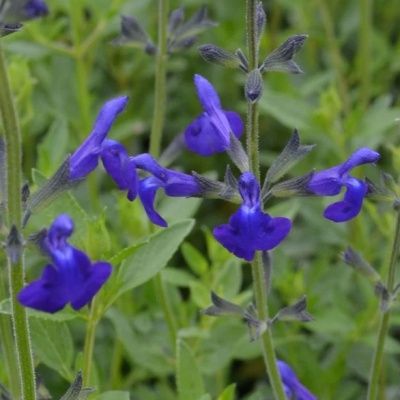 Sauge Blue Monrovia - Leaderplant