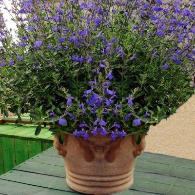 Sauge Blue Monrovia - Leaderplant