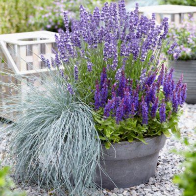 Sauge Blue Bouquetta ® - Leaderplant