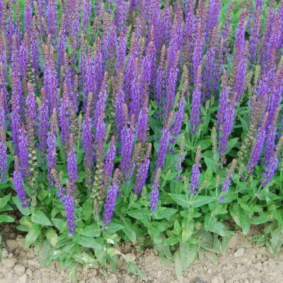 Sauge Caradonna - Sauge des bois - Leaderplant