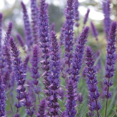 Sauge Caradonna - Sauge des bois - Leaderplant