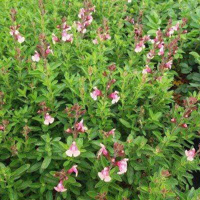 Sauge bicolore 'Shell Dancer' ® - Leaderplant