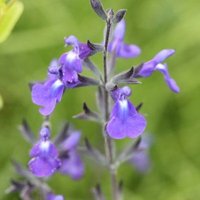 Sauge Délice Féline  - Leaderplant