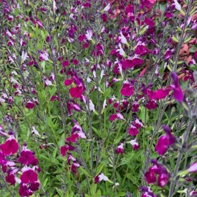 Sauge bicolore Améthyste Lips - Leaderplant