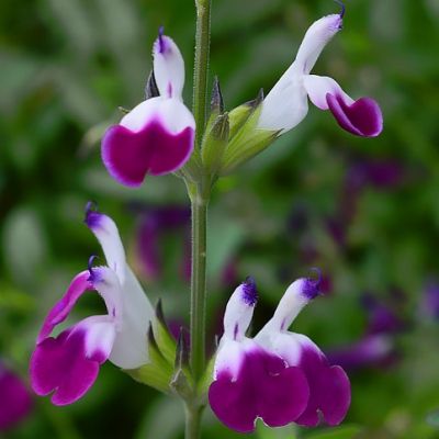Sauge bicolore Améthyste Lips - Leaderplant