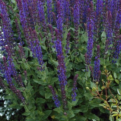 Sauge à épis 'Mainacht Violette' - Vente en ligne de plants de Sauge à épis  'Mainacht Violette' pas cher | Leaderplant