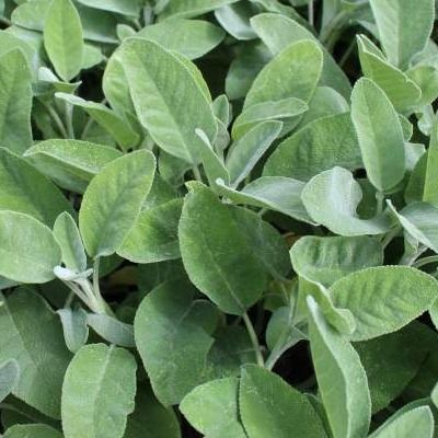 Sauge officinale - Leaderplant